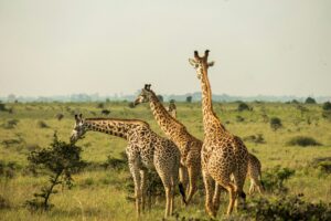 Top 5 Reasons to Visit the Maasai Mara