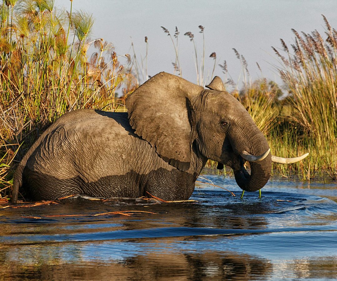 Okavango Delta