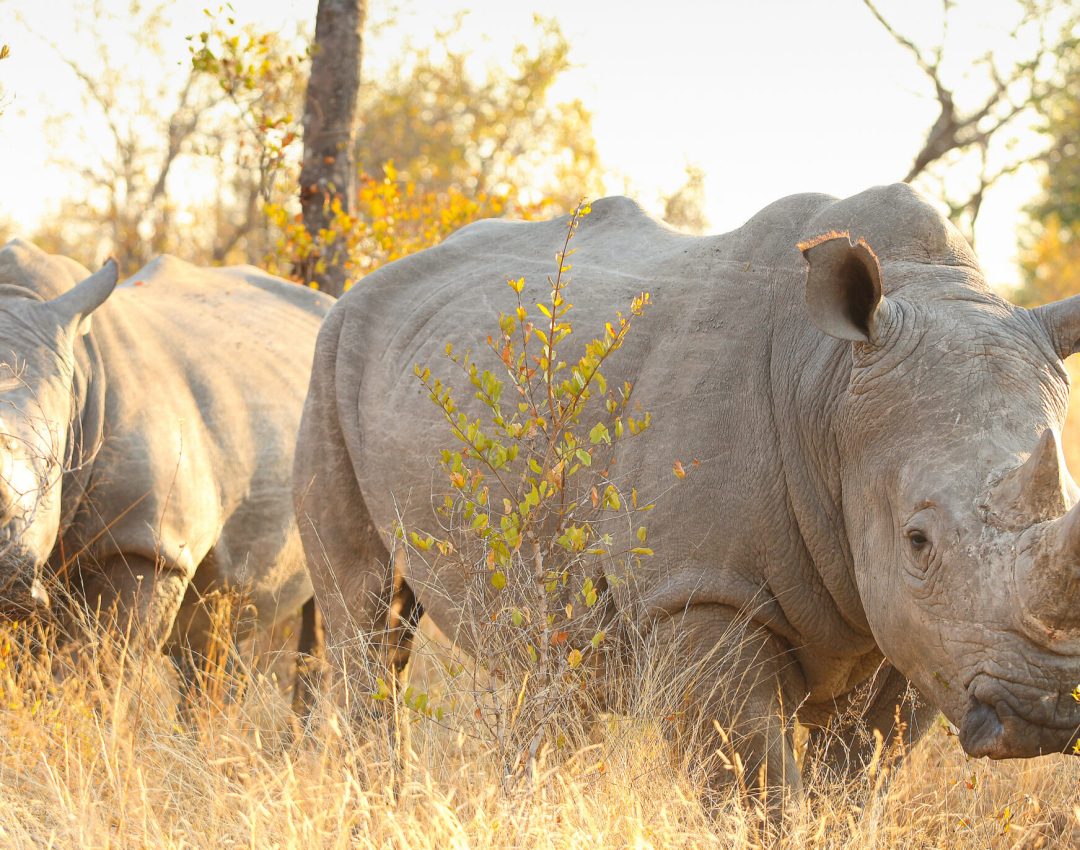 two rhinos in a field on a sunny day