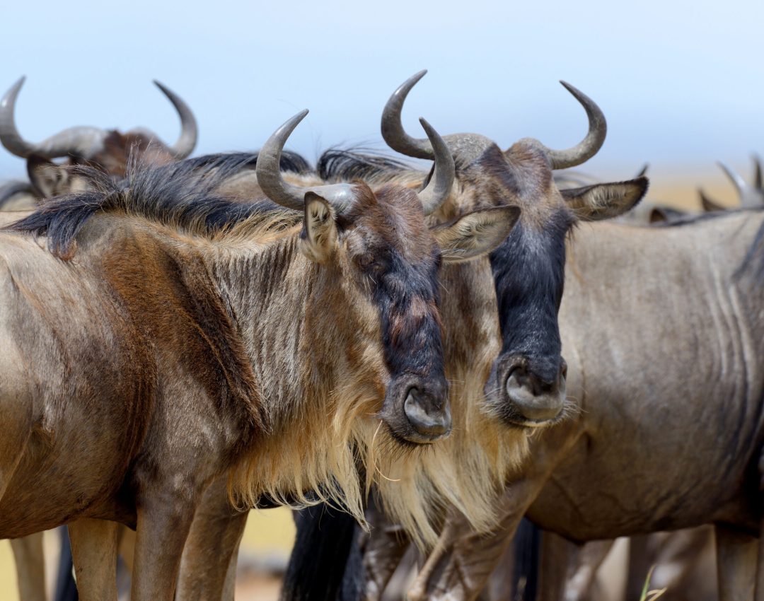 wildebeest, national park of kenya